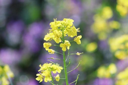 春の光に輝く菜の花畑 花,菜の花,植物の写真素材