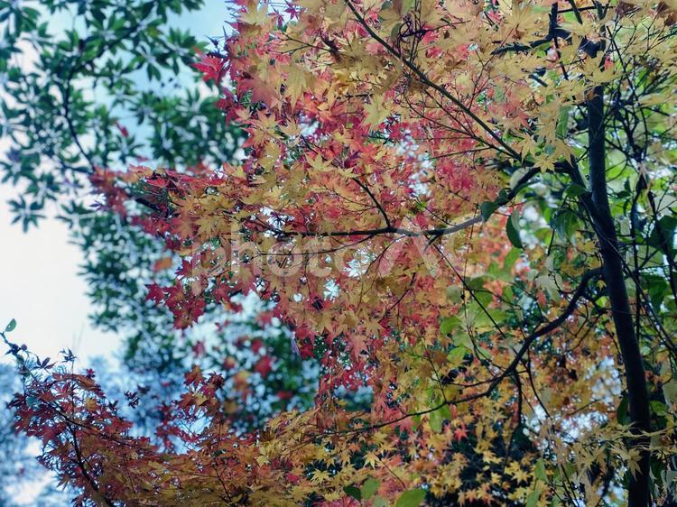 赤と黄色のもみじ 紅葉,もみじ,秋の写真素材