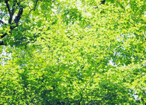 清々しい新緑の若葉 新緑,葉っぱ,葉の写真素材