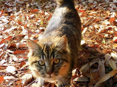 お散歩中 お散歩中の写真