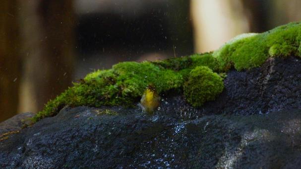 A Japanese white-eye bathing happily, JPG
