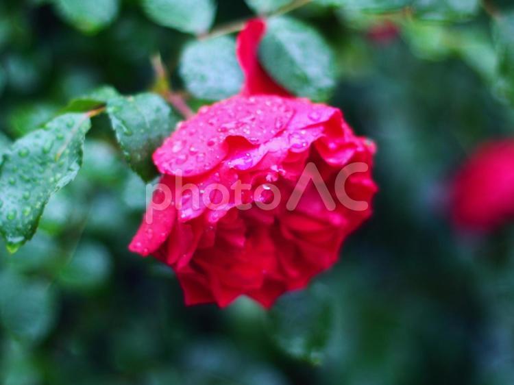 雨に濡れたバラの花｜ピンクローズ バラ,薔薇,ピンクのバラの写真素材