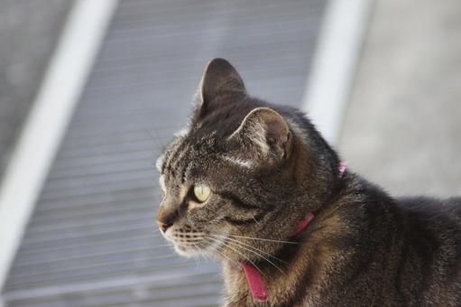 ねこ のらねこ,にゃんこ,可愛いの写真素材