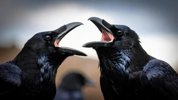 カラス_鳴く2羽 カラス_鳴く2羽の写真
