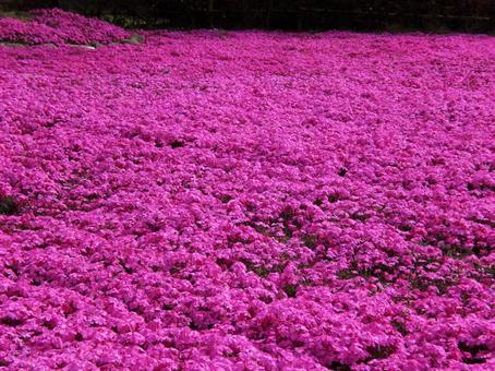一面に咲く鮮やかなピンク色のシバザクラ2 一面に咲く鮮やかなピンク色のシバザクラ2 シバザクラ,芝桜,花の写真素材