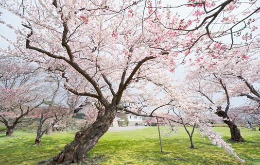 松前城の桜 松前,松前町,松前城の写真素材
