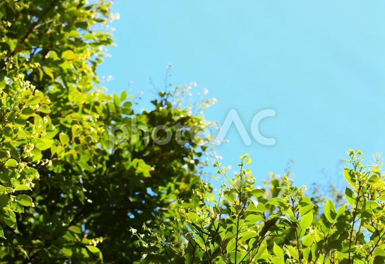 様々な種類の緑達 青空,空,青の写真素材