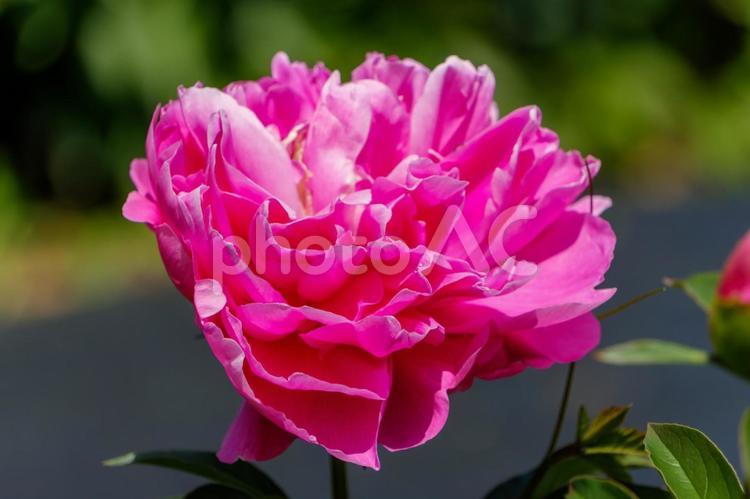 鮮やかに咲くピンクの芍薬 芍薬,花,花びらの写真素材