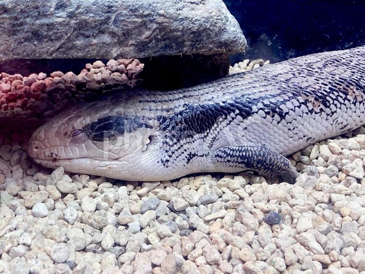 ヒガシアオジタトカゲ ヒガシアオジタトカゲ,アオジタトカゲ,上野動物園の写真素材