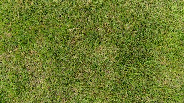 芝生 芝生,緑,草の写真素材