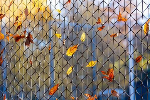 秋のフェンス 秋のフェンス 秋のフェンス,秋,フェンスの写真素材