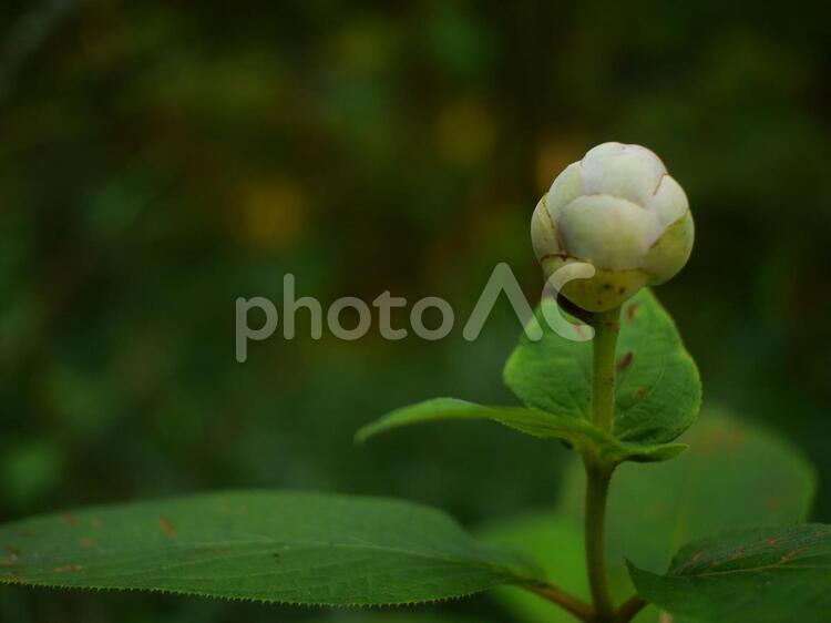 消えそうに咲きそうな蕾 蕾,花,コブクロの写真素材