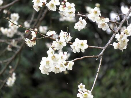 3月、郊外の山林で開花した白梅 白梅,うめ,木の写真素材