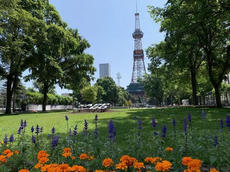 6月下旬の札幌大通公園西2丁目 6月下旬の札幌大通公園西2丁目 大通公園,観光地,観光の写真素材