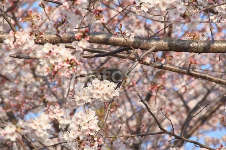 桜の木に留まるヒヨドリ 桜,ヒヨドリ,野鳥の写真素材