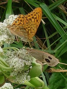 密に必死ミドリヒョウモン&ジャノメチョウ 密に必死ミドリヒョウモン&ジャノメチョウ ミドリチョウモン,ジャノメチョウ,蝶々の写真素材
