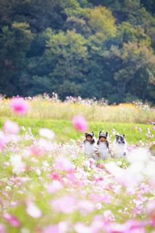 シェルティの写真