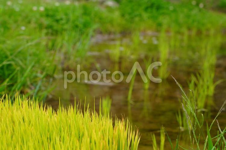 田植え時期の日常風景 田植え,田んぼ,稲の写真素材