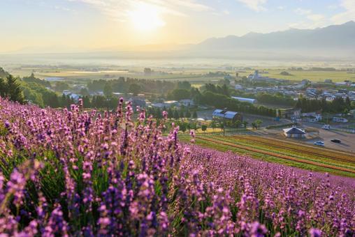 早朝のラベンダー畑 早朝のラベンダー畑 ラベンダー,早朝,中富良野町の写真素材
