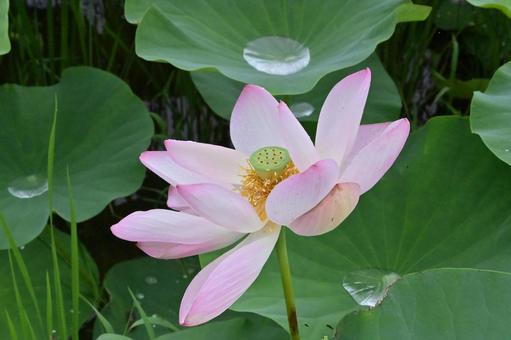 蓮の花 蓮の花の写真