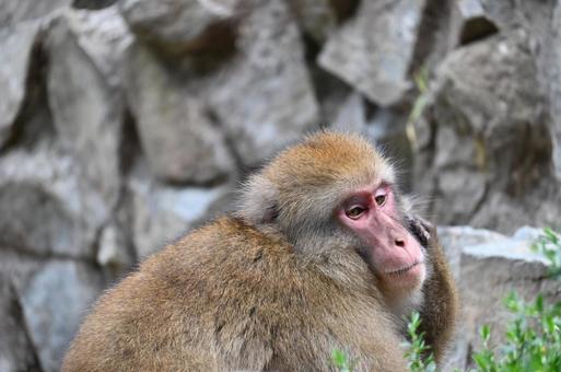 ニホンザル ニホンザルの写真