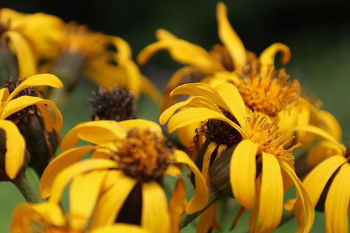 高原の花の接写【マルバダケブキ】 高原の花の接写【マルバダケブキ】の写真