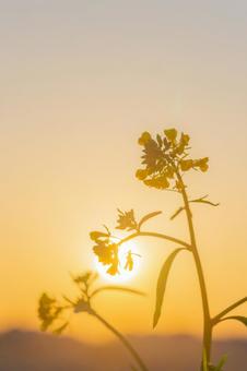 朝日と菜の花の写真