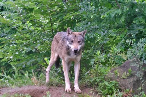 雨の中こちらを見つめるタイリクオオカミ① 雨の中こちらを見つめるタイリクオオカミ① タイリクオオカミ,オオカミ,動物の写真素材