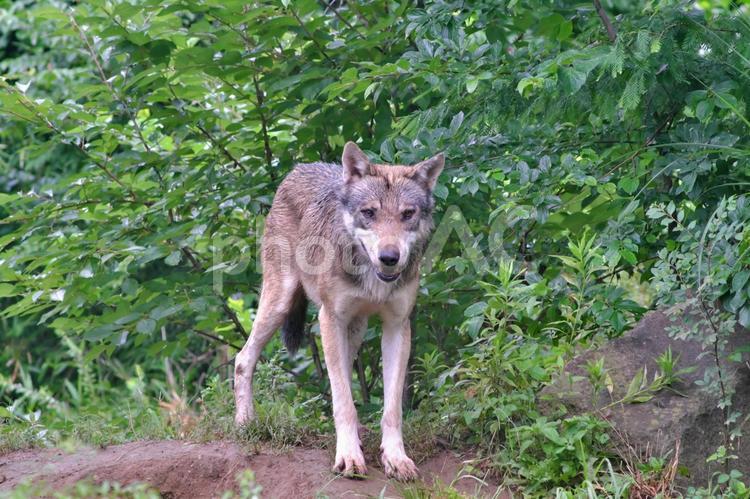 雨の中こちらを見つめるタイリクオオカミ① タイリクオオカミ,オオカミ,動物の写真素材
