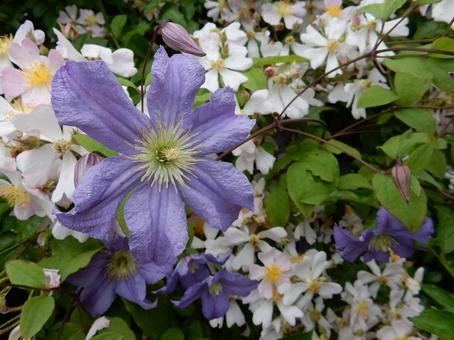 【花の写真】クレマチス 【花の写真】クレマチスの写真