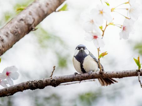 桜とシジュウカラ 桜とシジュウカラの写真