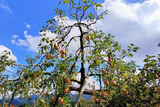 りんごの木 りんご,林檎,果物の写真素材