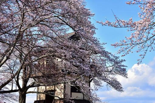 桜並木 桜並木の写真