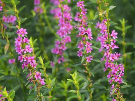 山野草 ミソハギのピンクの花② 山野草 ミソハギのピンクの花② ミソハギ,禊萩,盆花の写真素材