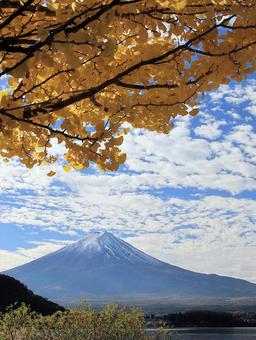 河口湖畔の黄葉した銀杏の木 黄葉,銀杏の木,秋の写真素材
