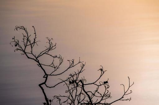 大沼公園の静寂 大沼公園の静寂 大沼公園,水面,枝の写真素材