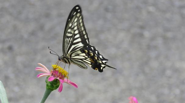 アゲハチョウと百日草の写真