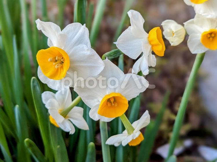 スイセンの花が玄関に咲いてるの♪ 壁紙,癒し,白いの写真素材