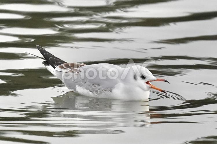 水面に浮かぶユリカモメ ユリカモメ,カモメ,鳥の写真素材