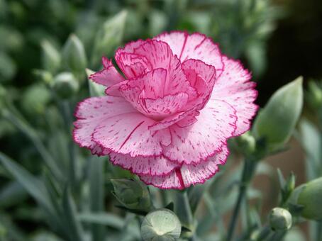 カーネーション　クローズアップ カーネーション,花,さわやかの写真素材