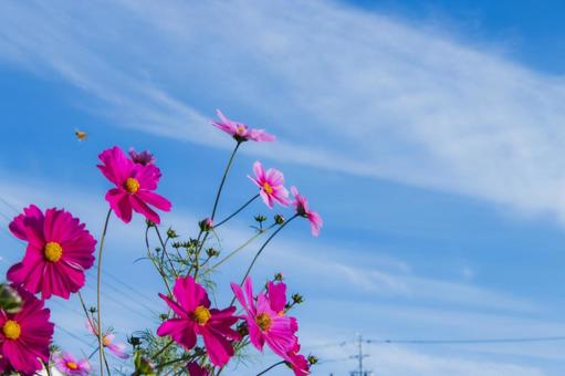 コスモスと青空 コスモス,花,秋イメージの写真素材