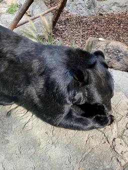 ツキノワグマ ツキノワグマ,ニホンツキノワグマ,夜行性の写真素材