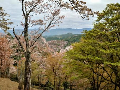 山の緑と桜 (Cherry blossoms and greens) 山の緑と桜 (Cherry blossoms and greens)の写真