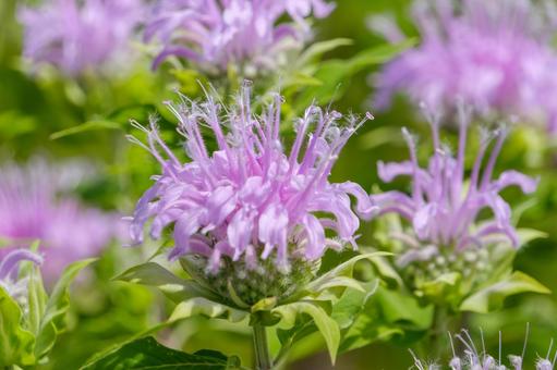 Vividly blooming Monarda, JPG