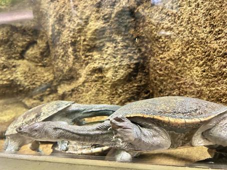 コウヒロナガクビガメ コウヒロナガクビガメの写真