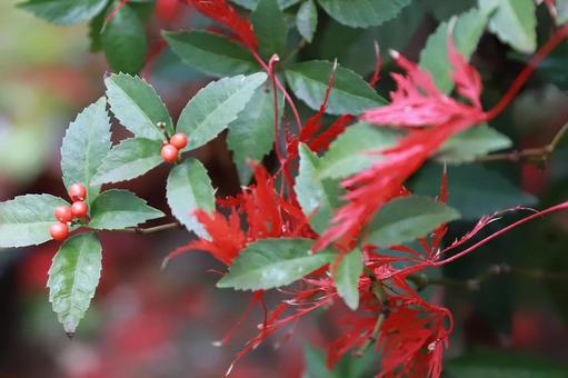 もみじ落ち葉と万両 植物,もみじ,紅葉の写真素材