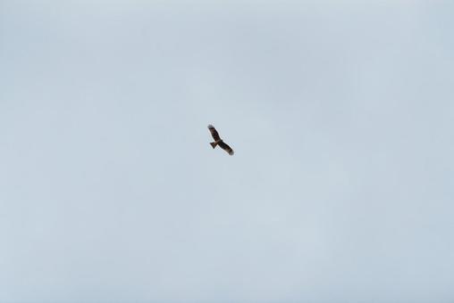 A black kite gracefully flying through the sky, JPG A black kite gracefully flying through the sky, JPG