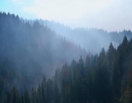 霧に囲まれた森林1 霧に囲まれた森林1の写真