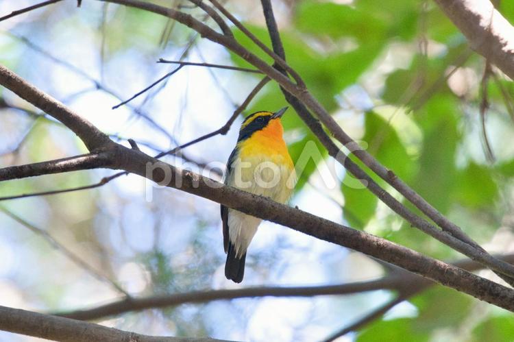 森の枝にとまる野鳥② 野鳥,キビタキ,森の写真素材