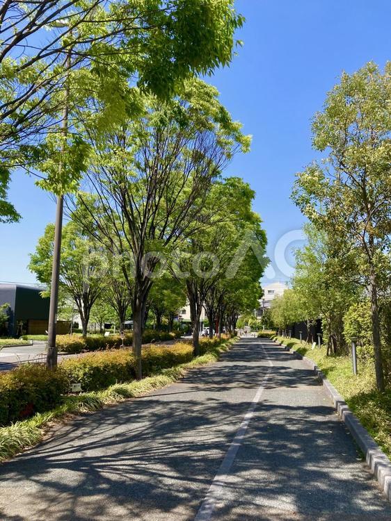 青空と街路樹 街路樹,青空,空の写真素材